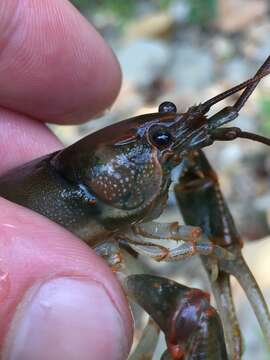 Image of Cambarus fasciatus Hobbs 1981