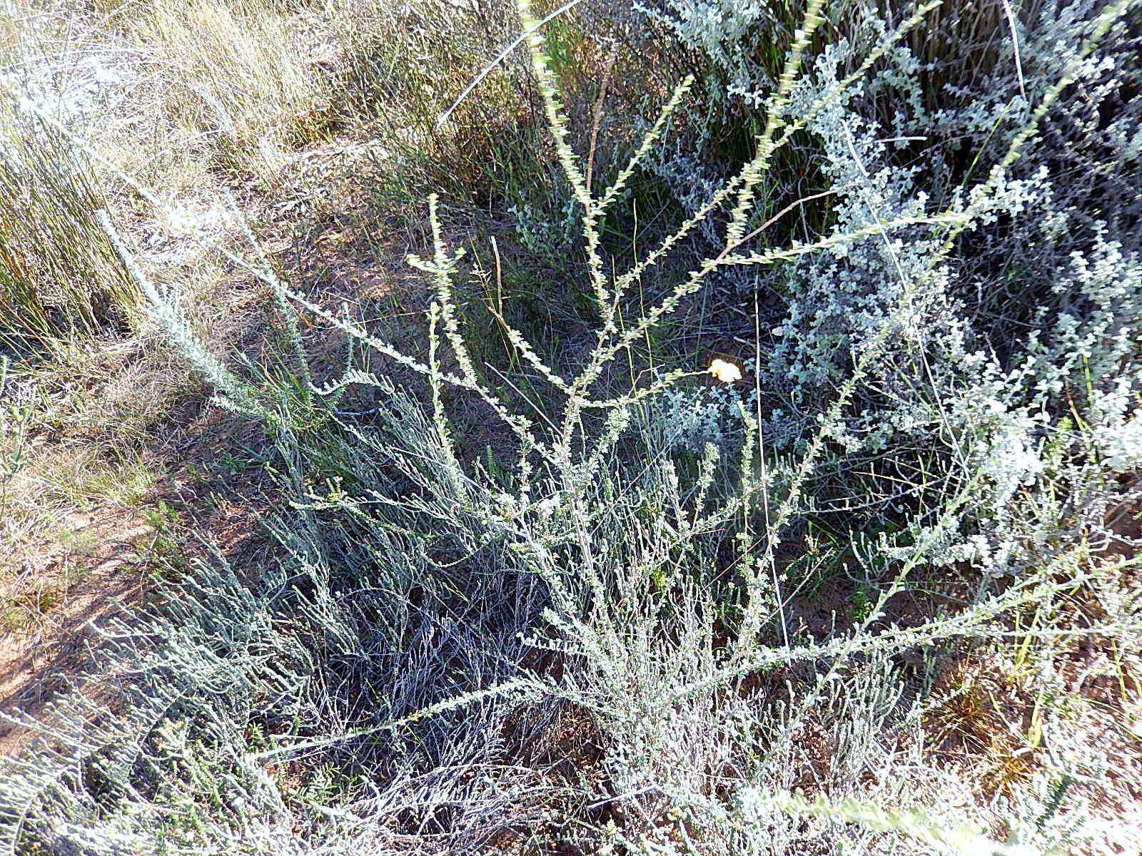 Sivun Wiborgia obcordata (P. J. Bergius) Thunb. kuva