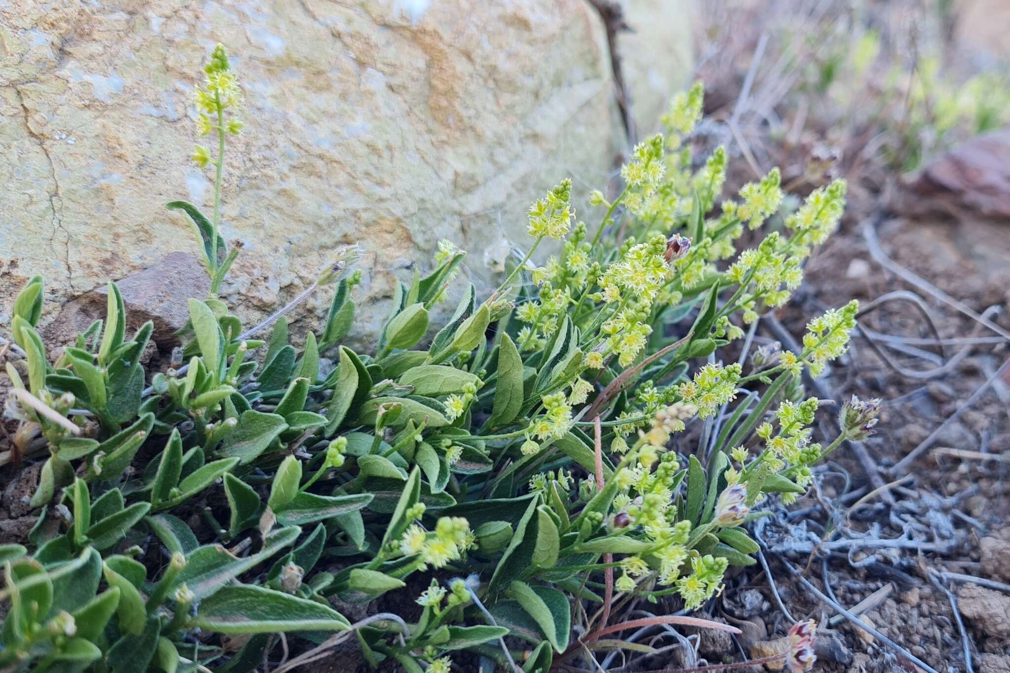 Image of Chiropetalum berteroanum Schltdl.