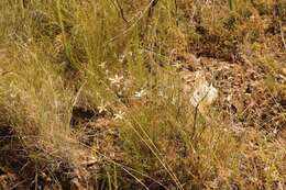 Image of Dianthus caespitosus Thunb.