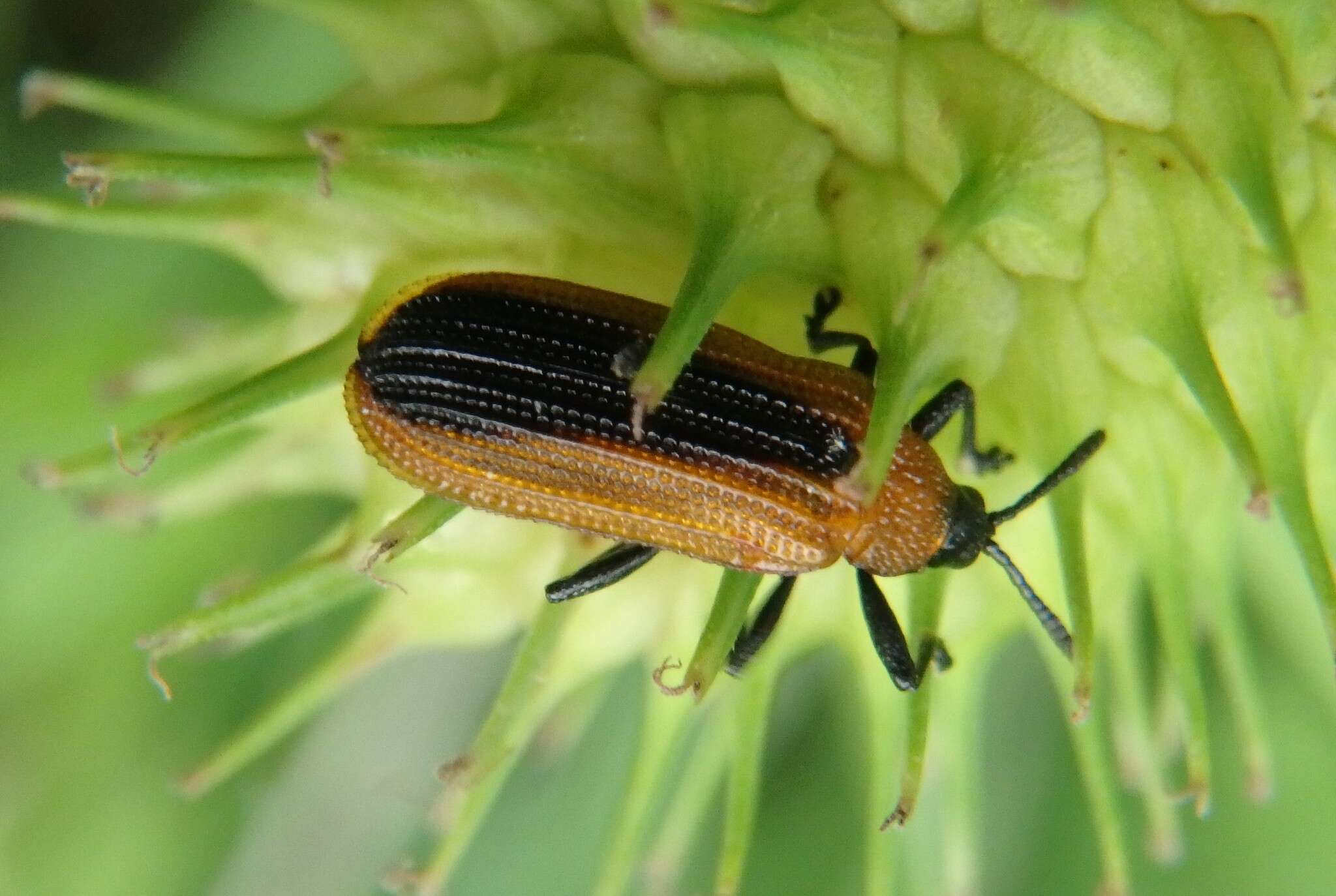 Odontota dorsalis (Thunberg 1805)的圖片