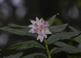 Image de Thunia alba var. bracteata (Roxb.) N. Pearce & P. J. Cribb