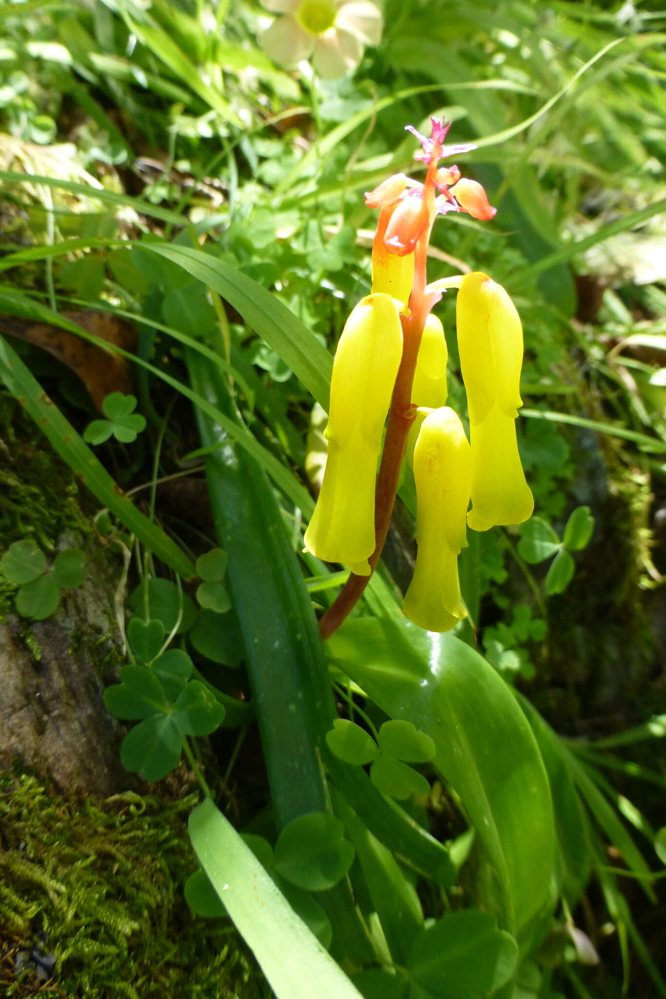 Image of Lachenalia thunbergii G. D. Duncan & T. J. Edwards