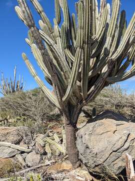 Cereus repandus (L.) Mill. resmi