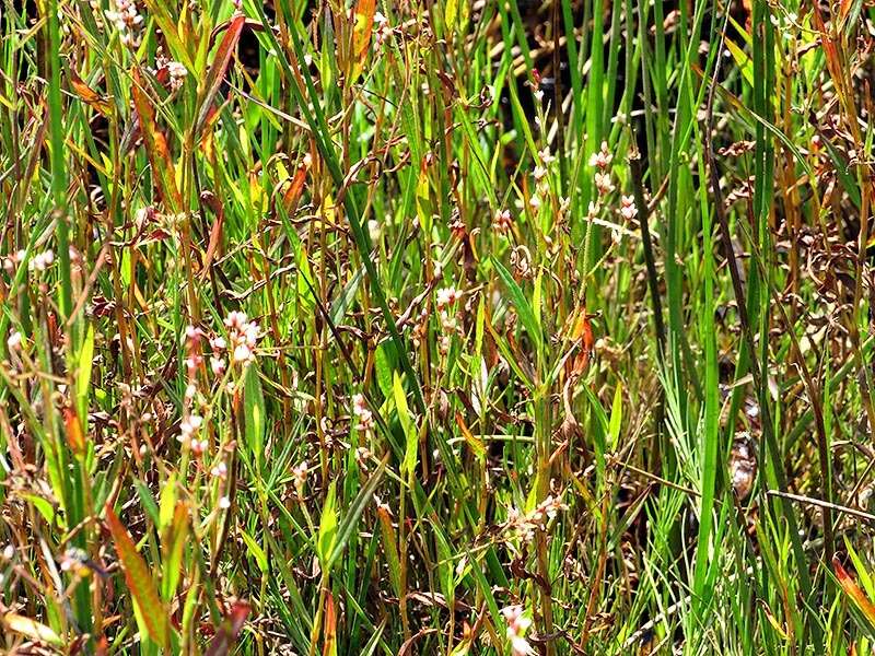 صورة Persicaria hystricula (Schuster) Sojak