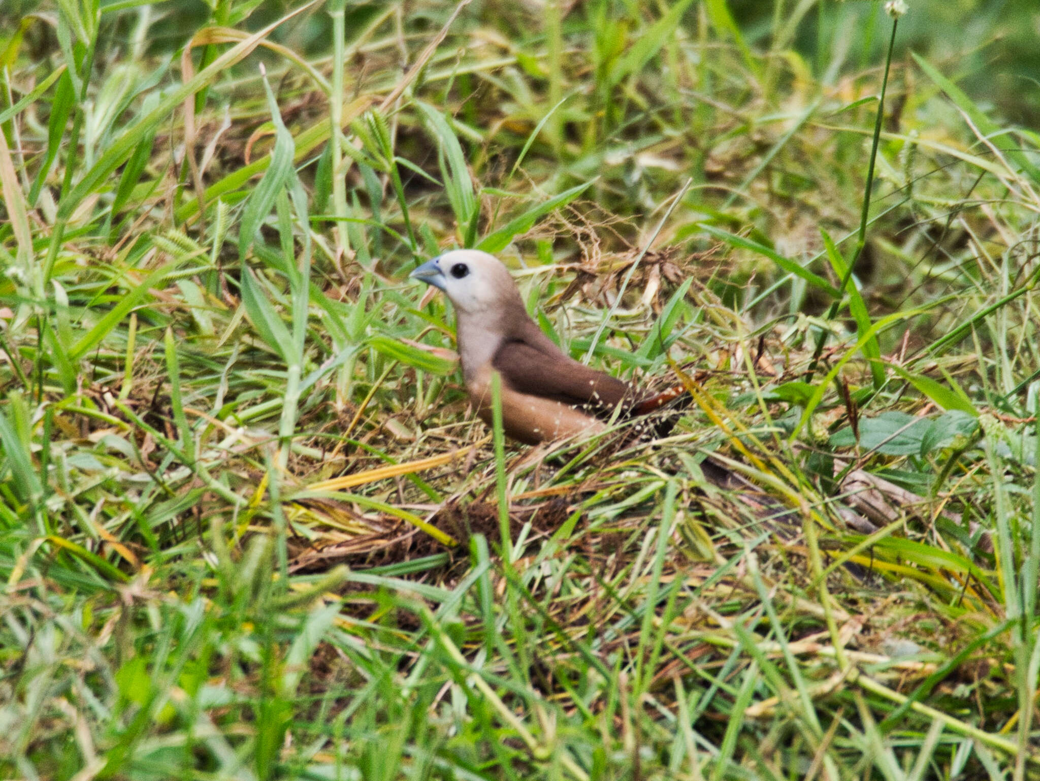 Image of Pale-headed Munia