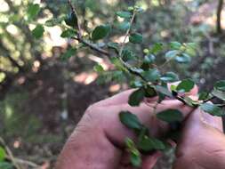 Imagem de Acalypha capillipes Müll. Arg.