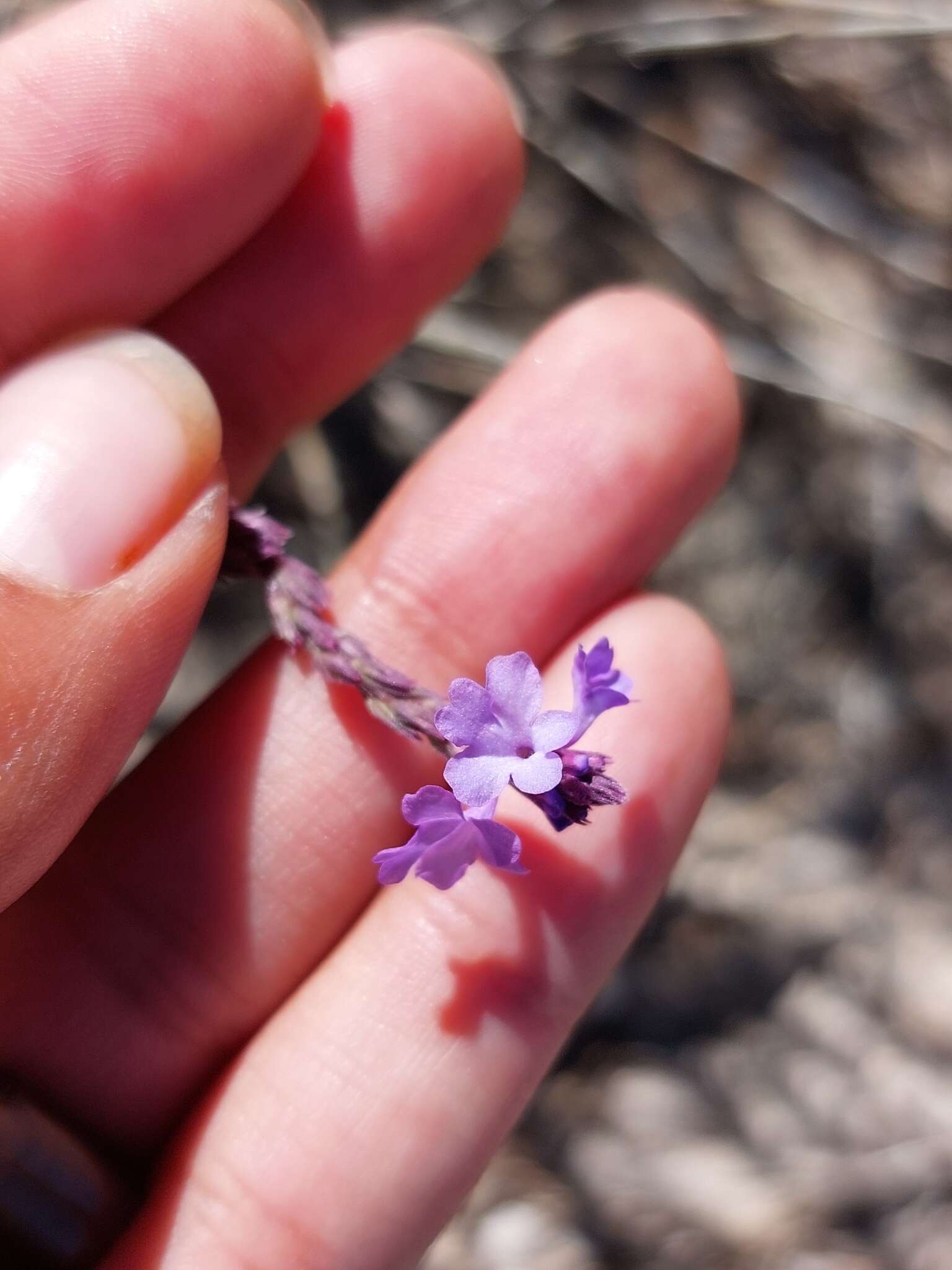 Imagem de Verbena simplex var. orcuttiana (L. M. Perry) N. O'Leary