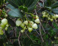 Imagem de Arbutus canariensis Duham.