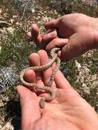 Image of Hypsiglena chlorophaea deserticola Tanner 1946