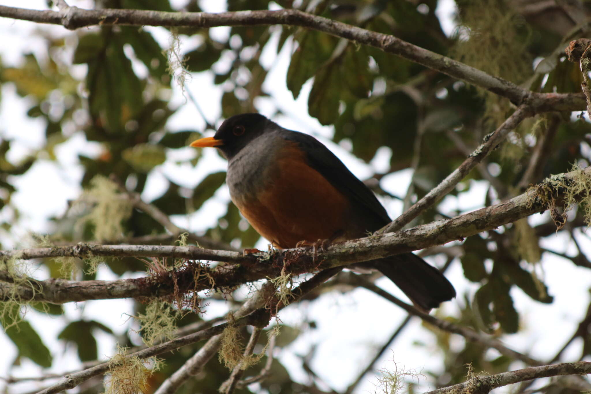 Image of Chestnut-bellied Thrush