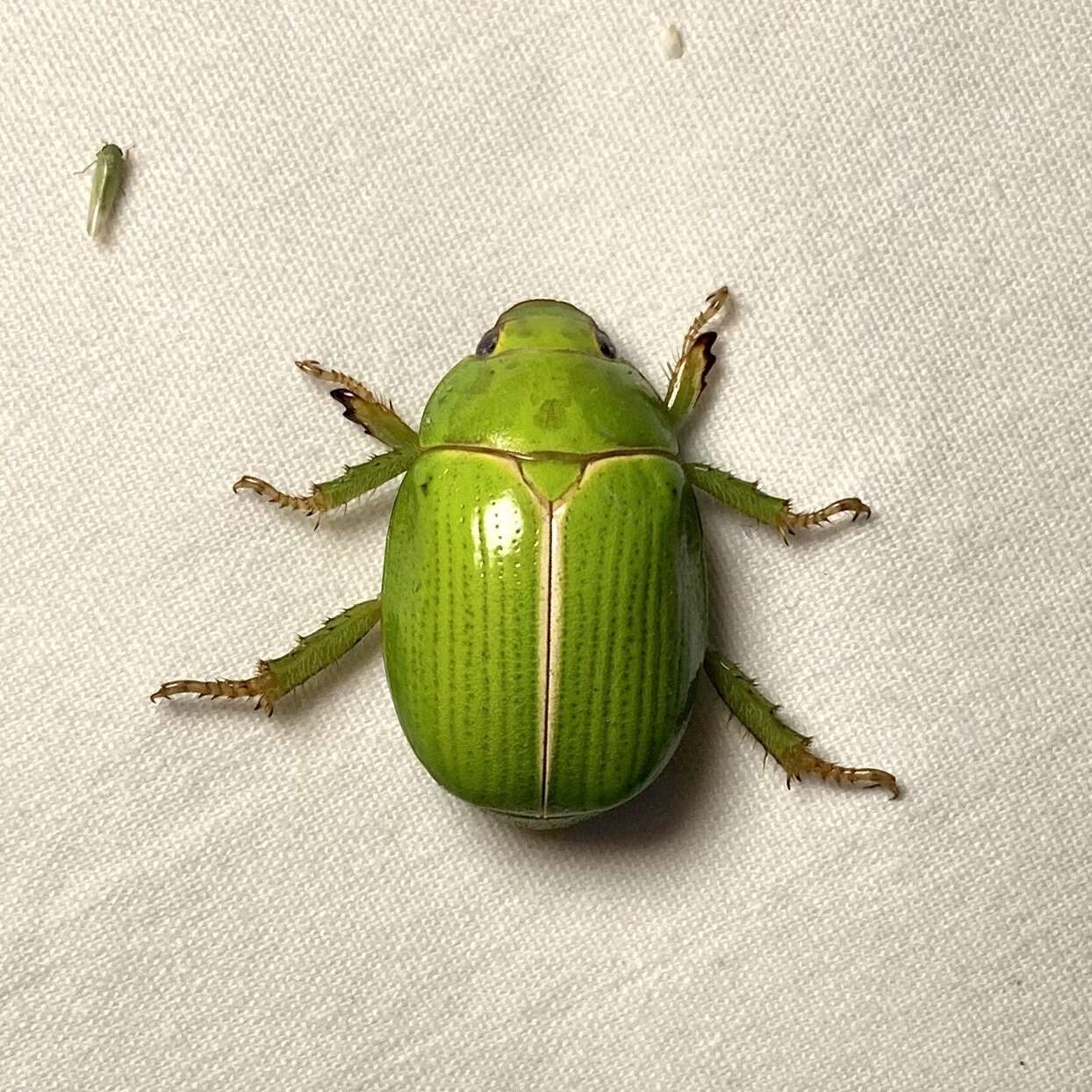 Image of Granny Smith Beetle