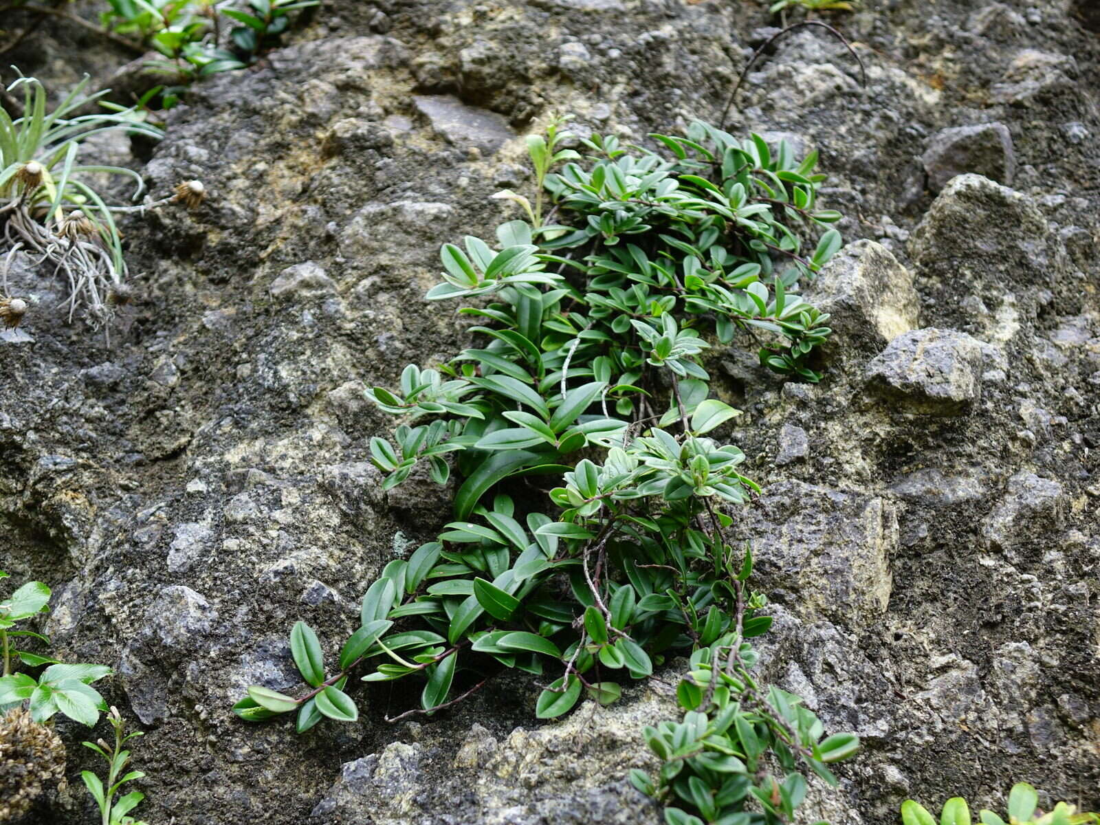 صورة Veronica obtusata Chresem.