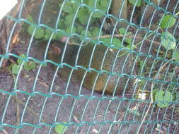 Image of Azara's Agouti