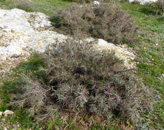 Imagem de Astragalus bethlehemiticus Boiss.