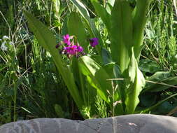 Primula parryi A. Gray resmi