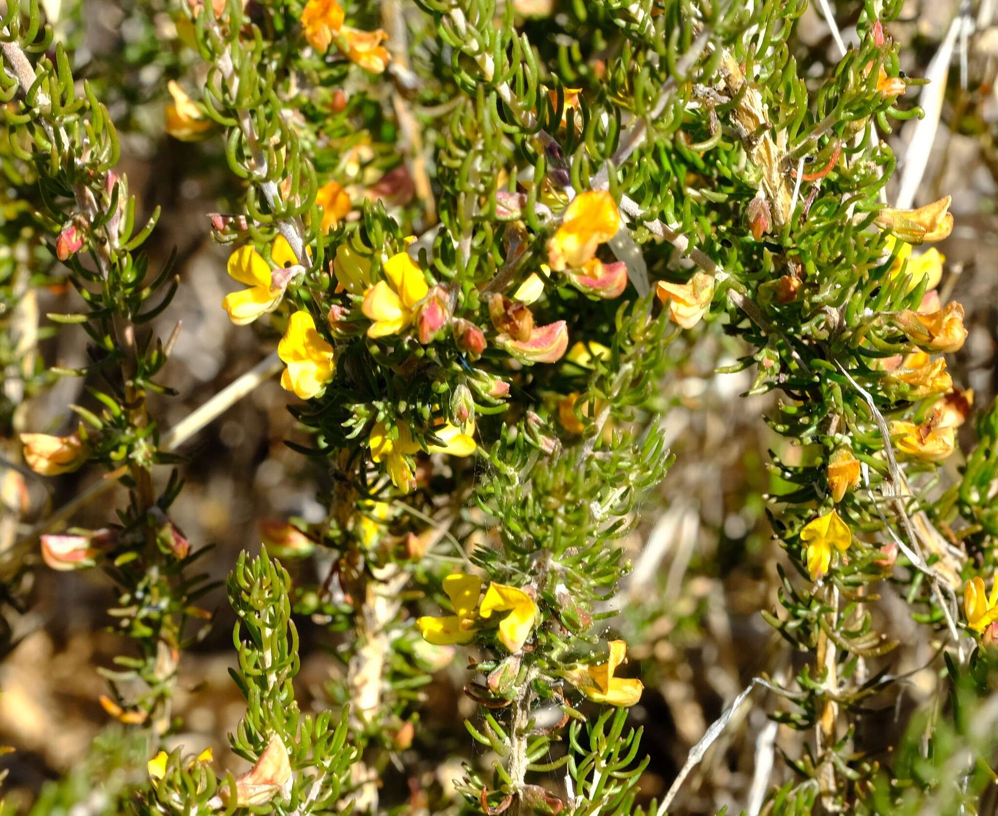 Image of Aspalathus wurmbeana E. Mey.