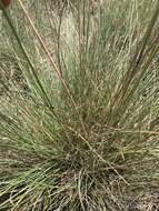 Image of Roemer's fescue