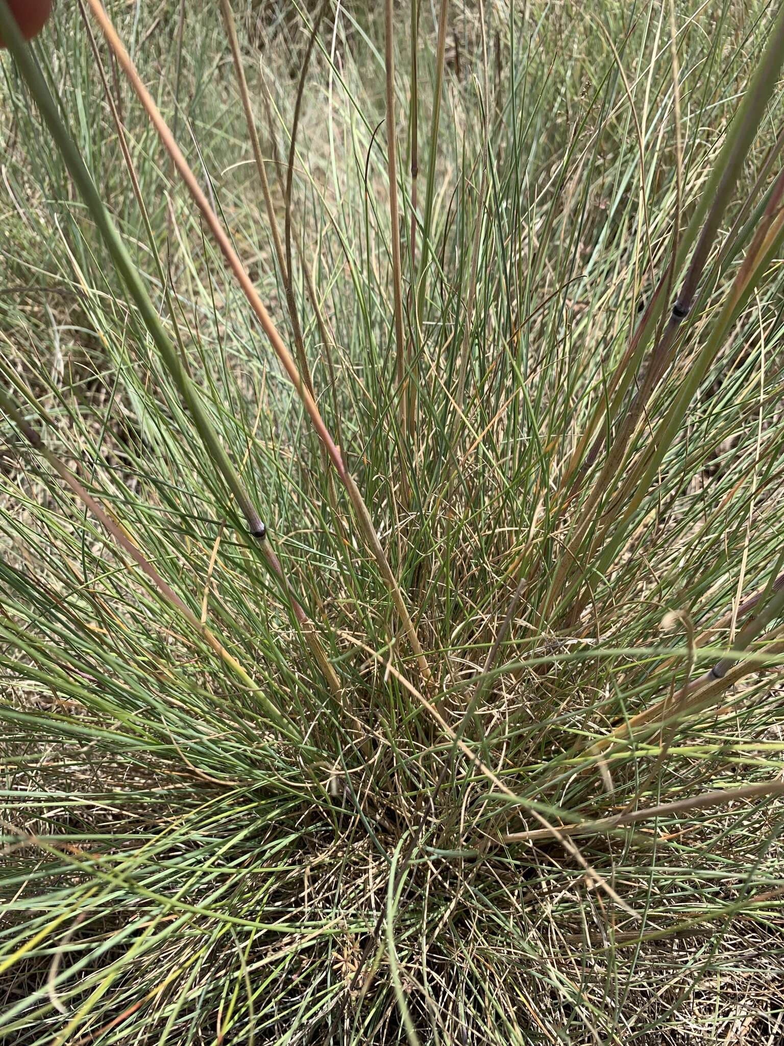 Image de Festuca idahoensis subsp. roemeri (Pavlick) S. G. Aiken