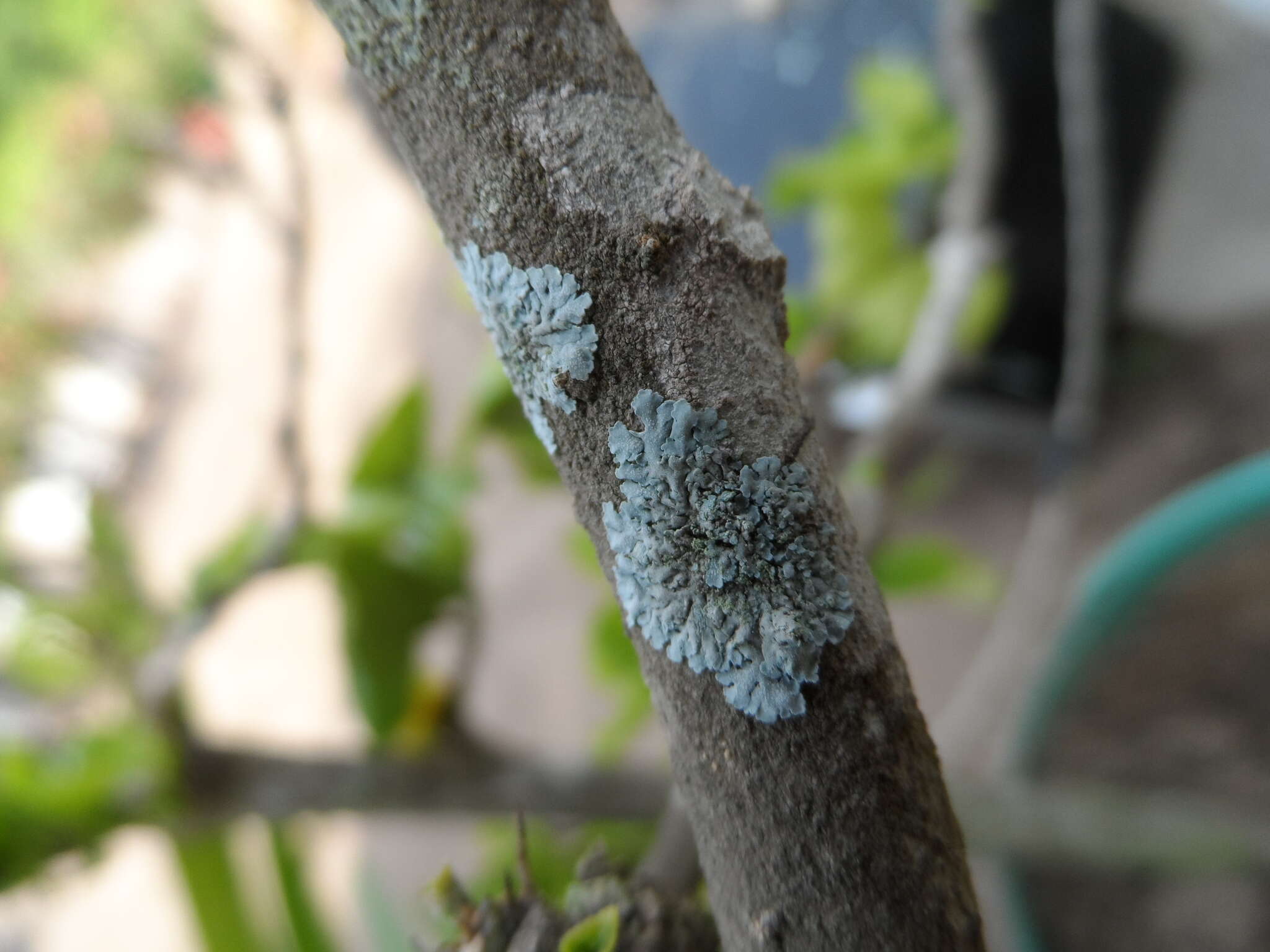 Image of rosette lichen