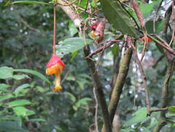 Image of Drymonia pendula (Poepp.) Wiehler