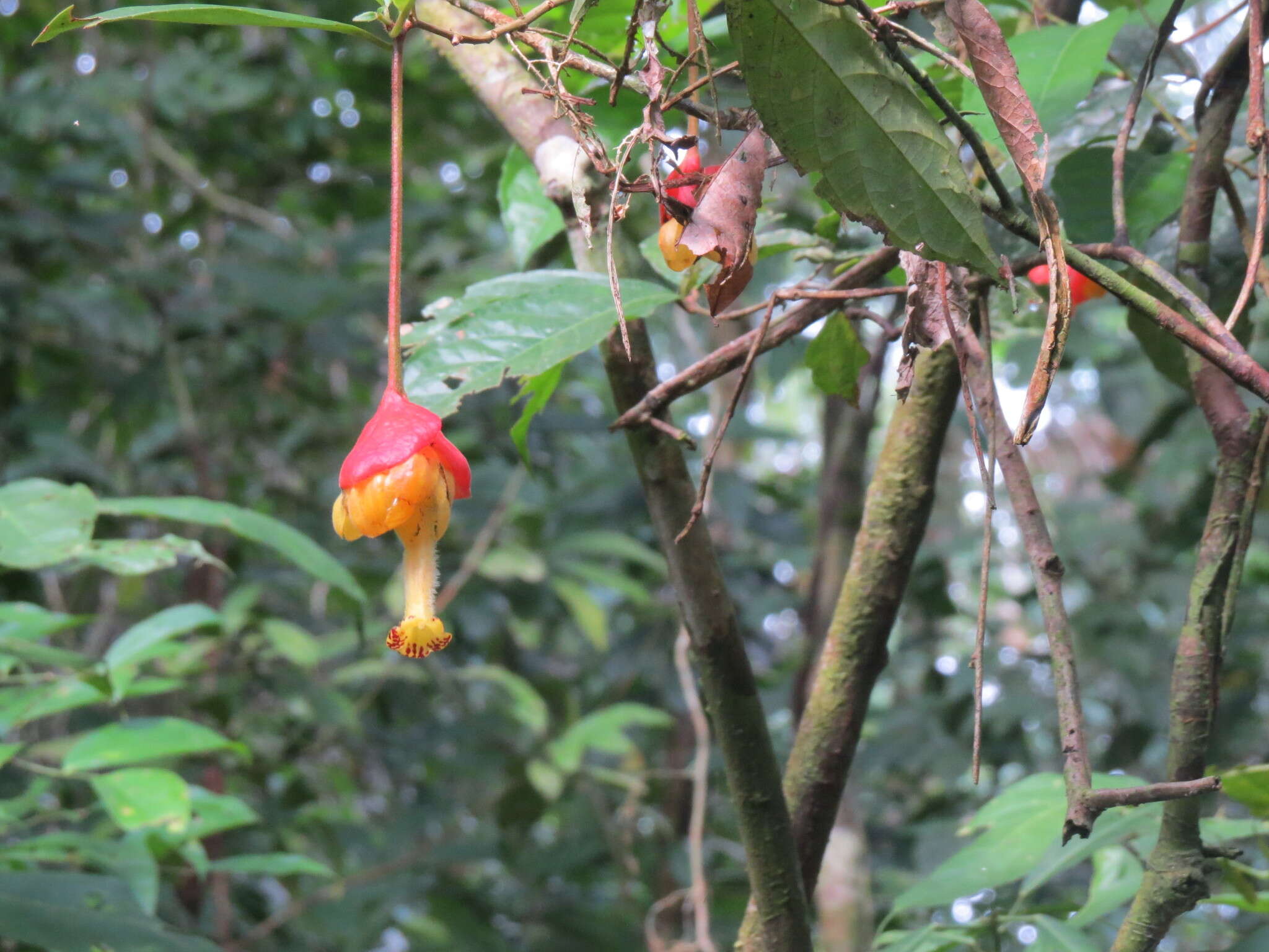 Image of Drymonia pendula (Poepp.) Wiehler