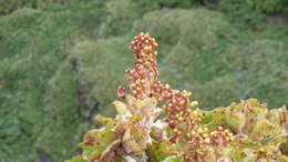 Image of Aeonium leucoblepharum Webb ex A. Rich.