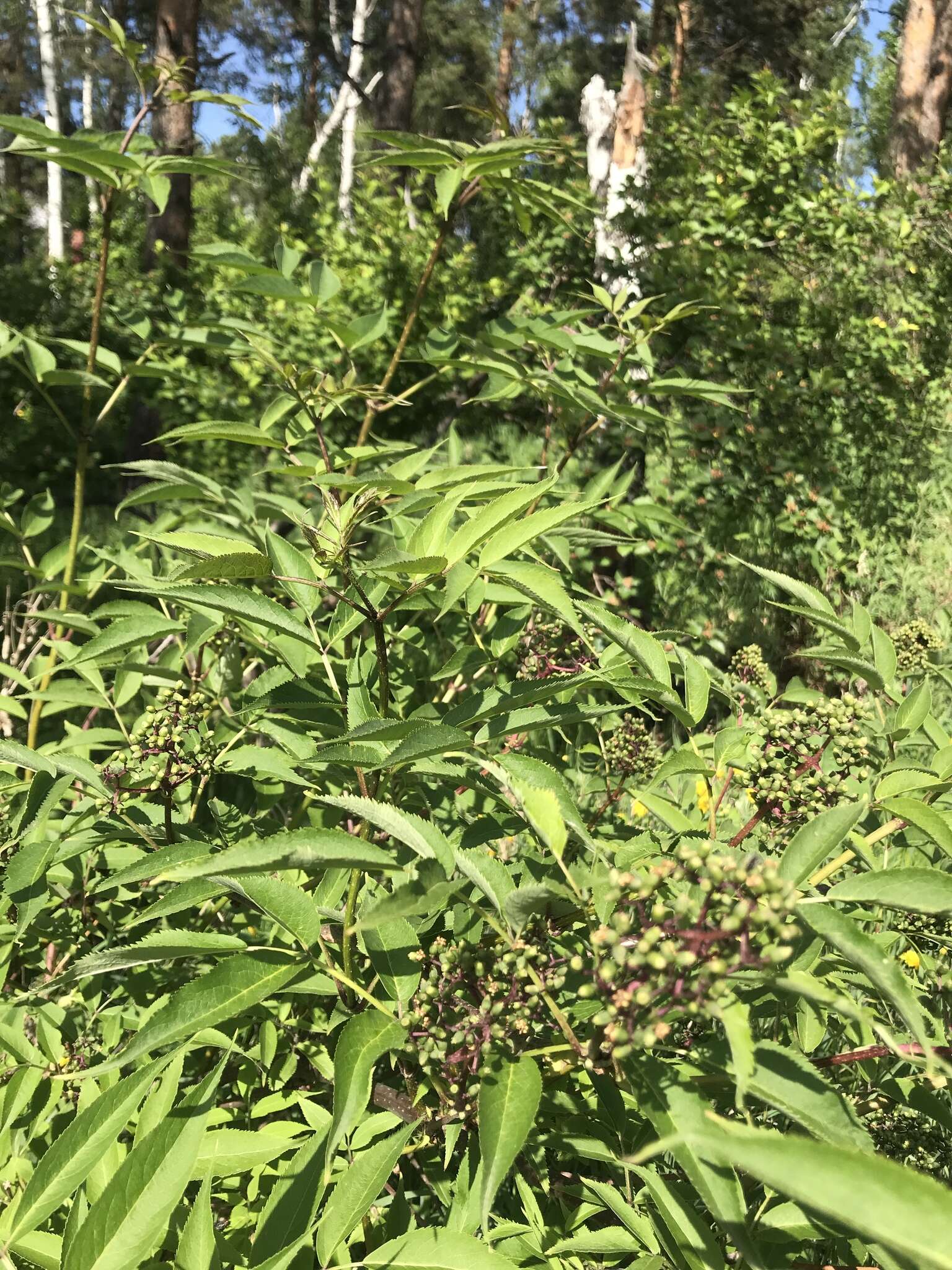 Image of Sambucus williamsii Hance