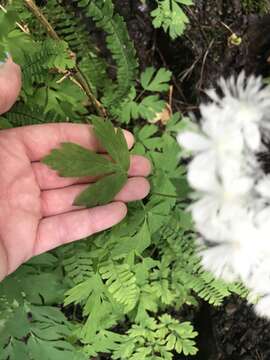 Image of Willamette false rue anemone