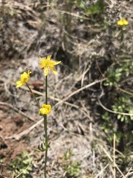 Ranunculus ranunculinus (Nutt.) Rydb.的圖片