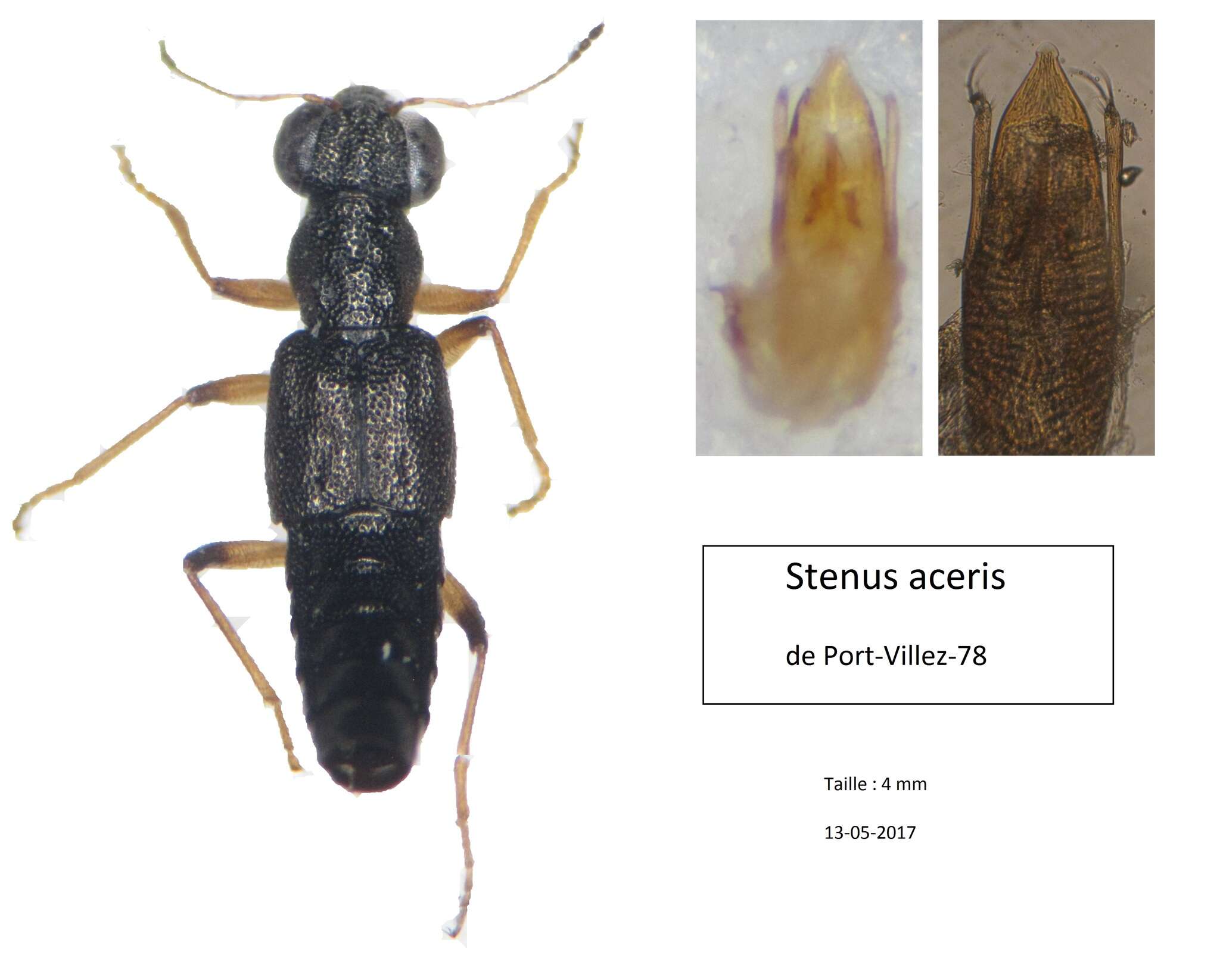 Image of Stenus (Hemistenus) aceris Stephens 1833