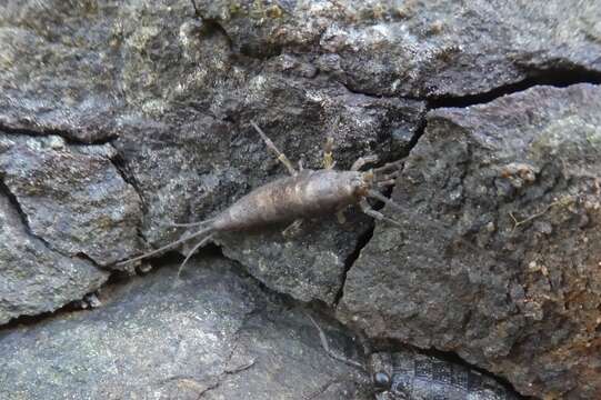 Image of sea bristletail