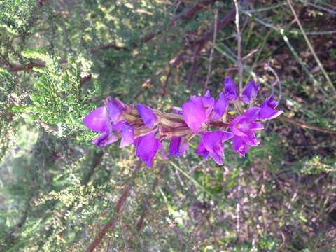 Image of Disa procera H. P. Linder