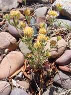 Image of Abert's buckwheat