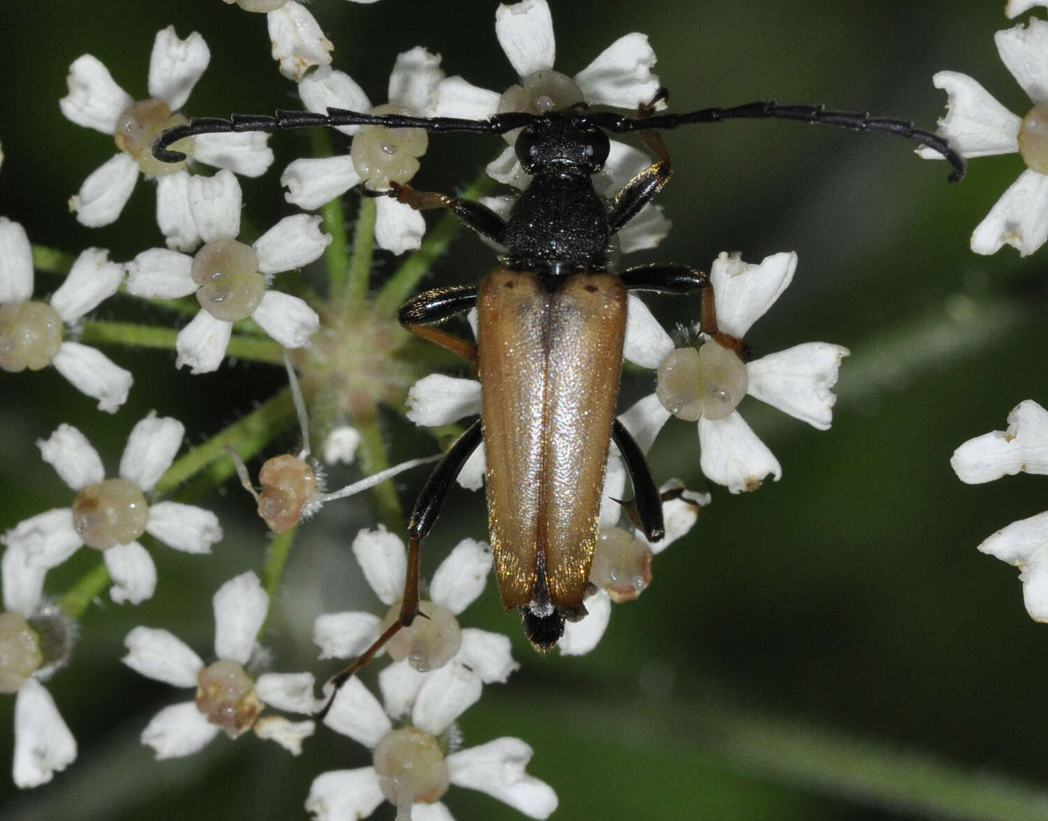 Image of Stictoleptura (Aredolpona) rubra (Linné 1758)