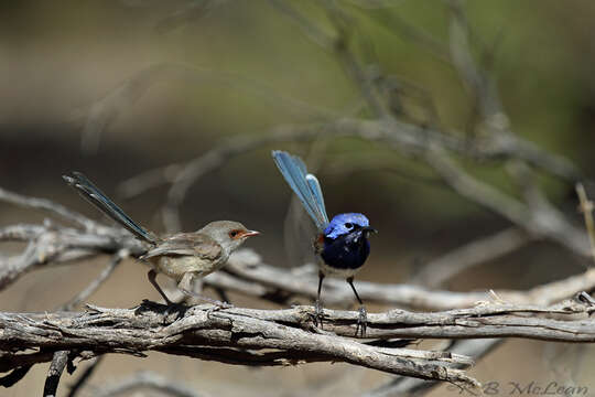 Image of Blue-breasted Fairy-wren