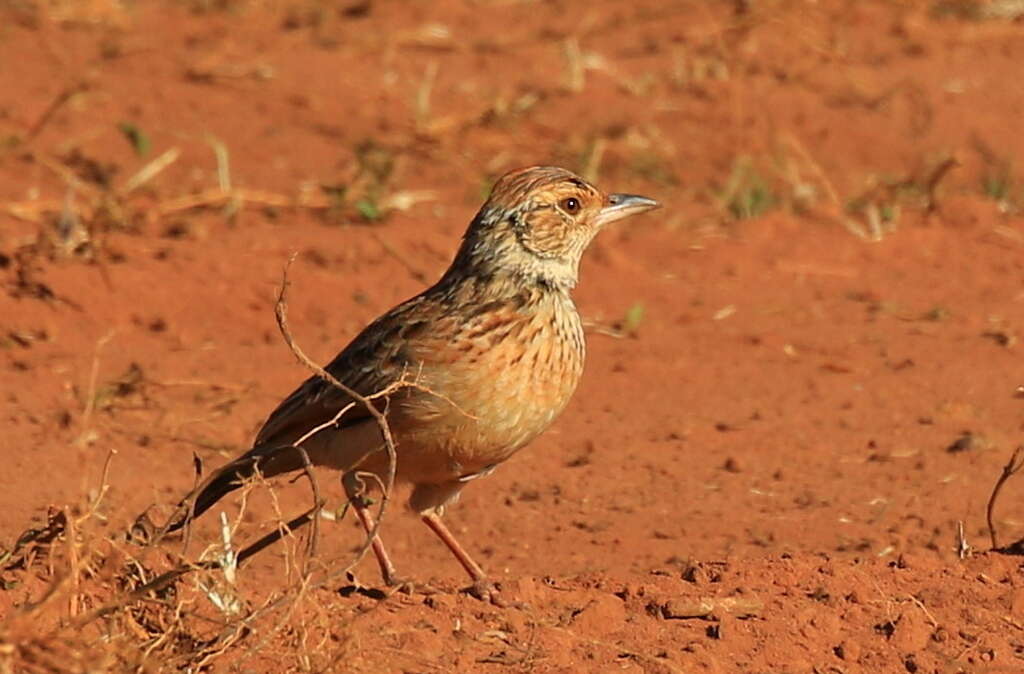 Image of Mirafra africana transvaalensis Hartert 1900