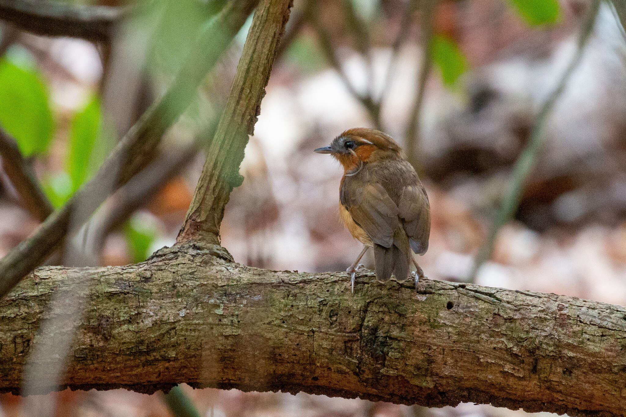 Image of Ceara Gnateater