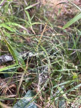 Image of Lax Gaping Grass