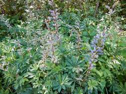 Image of big-leaved lupine