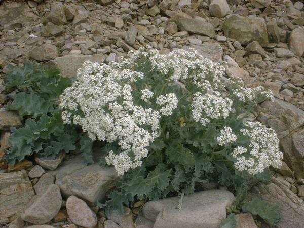 Image of sea kale