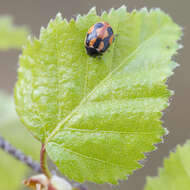 Image of hieroglyphic ladybird