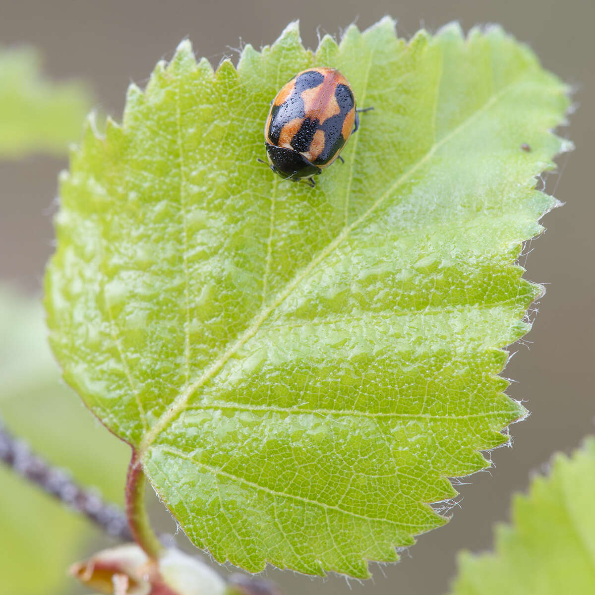 Image of hieroglyphic ladybird