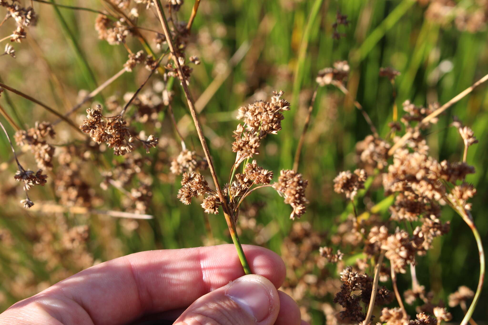 Image of Juncus edgariae L. A. S. Johnson & K. L. Wilson