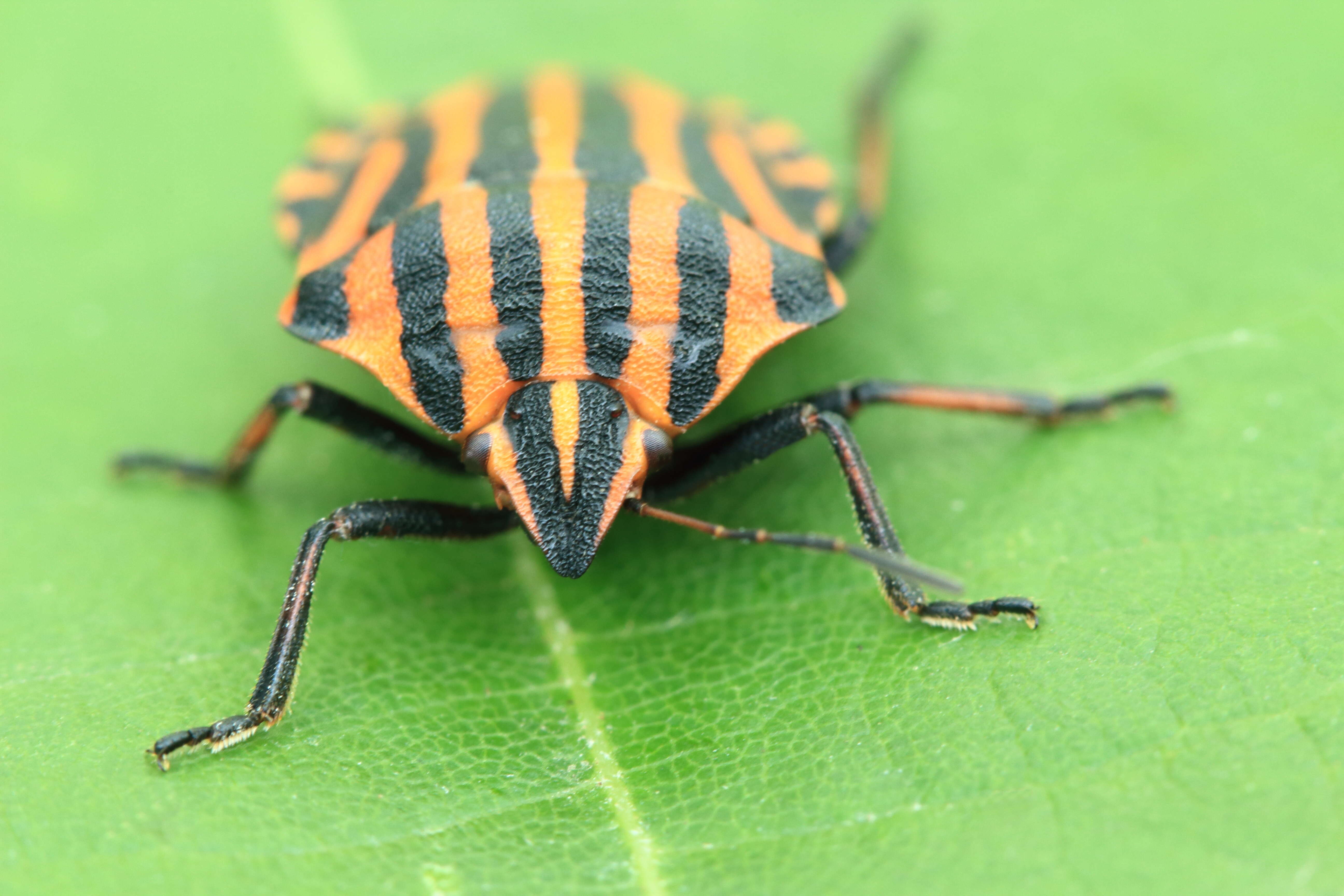 Image of <i>Graphosoma italicum</i>