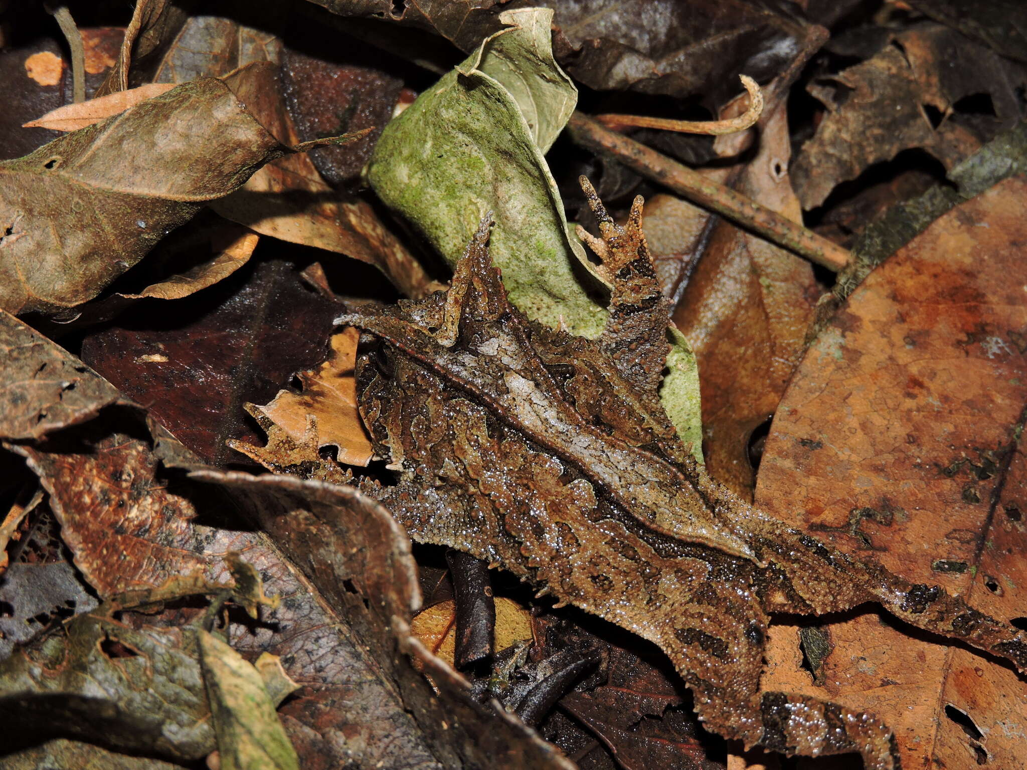 Image of Proceratophrys itamari Mângia, Santana, Cruz & Feio 2014