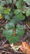 Image de Heracleum ligusticifolium Bieb.