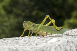 Image de Tropidacris cristata grandis (Thunberg 1824)