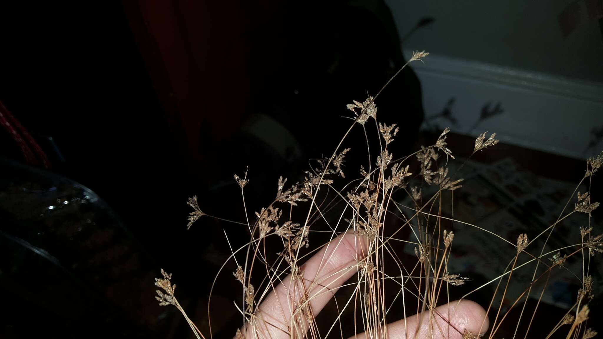 Image of capillary hairsedge