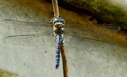 Image of Migrant Hawker